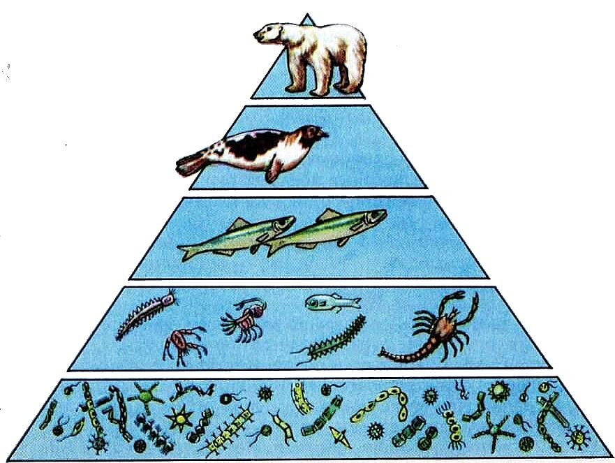 Пирамиды численности популяции. Пирамида по численности популяции. Экологическая пирамида консументы. Экологические пирамиды пирамида биомасс. Пирамида численности биология 9 класс.