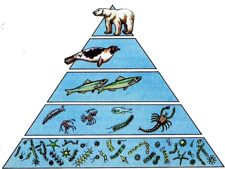 Рыба консумент. Экологическая пирамида численности. Экологические пирамиды пирамида биомасс. Чарльз Элтон пирамида численности. Экологическая пирамида (чисел, массы, энергии)..