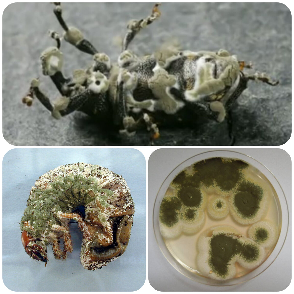 Так выглядят насекомые после контакта с метаризиумом. В чашке Петри – посев культуры. Коллаж автора