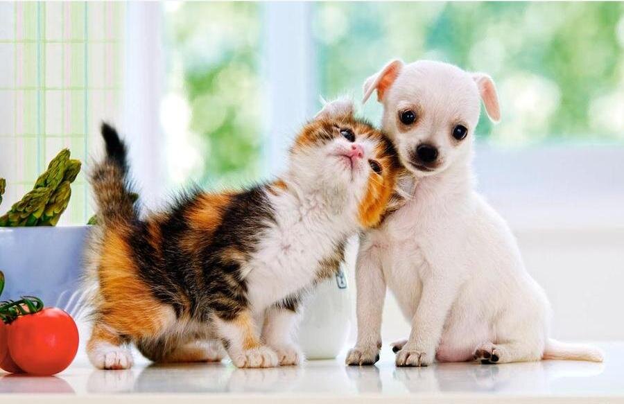 Фотки котят и щенят. Пазл Castorland Chihuahua Puppy and Kitten (b-51687), 500 дет.. Щенок и котенок. Милые собачки и кошечки. Милые котята и щенки.