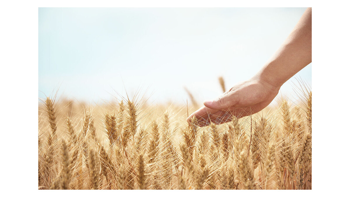    Урожай пшеницы© fotolia.com / lily