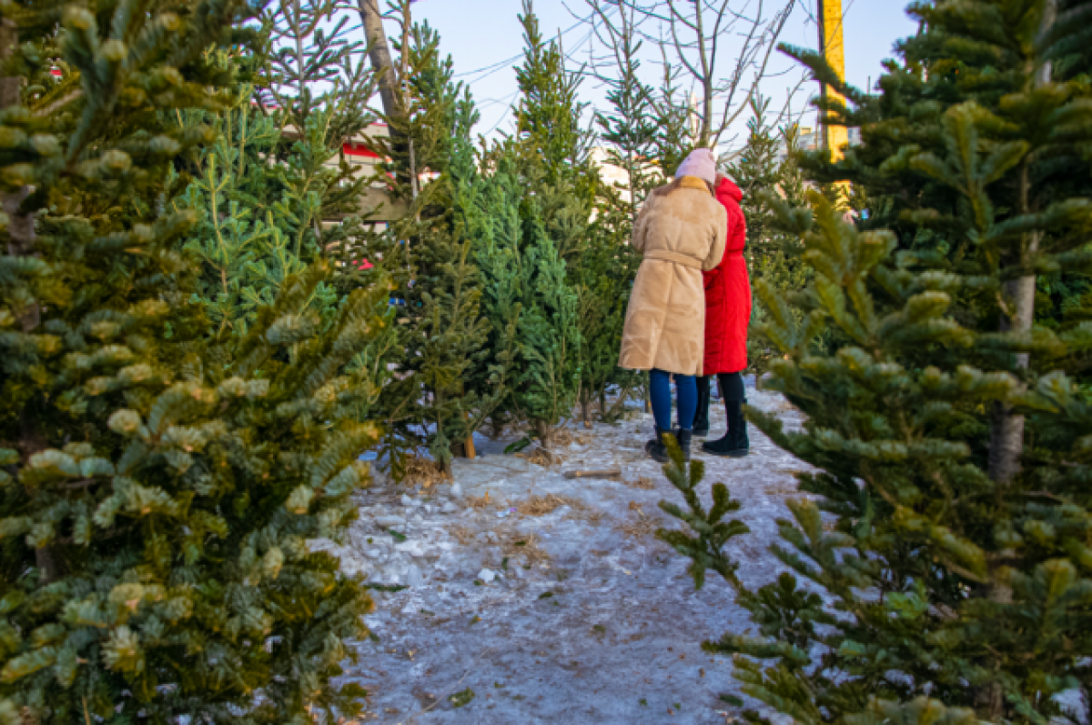    Башкирия отправила на экспорт 8,5 тысячи новогодних елей и других хвойных