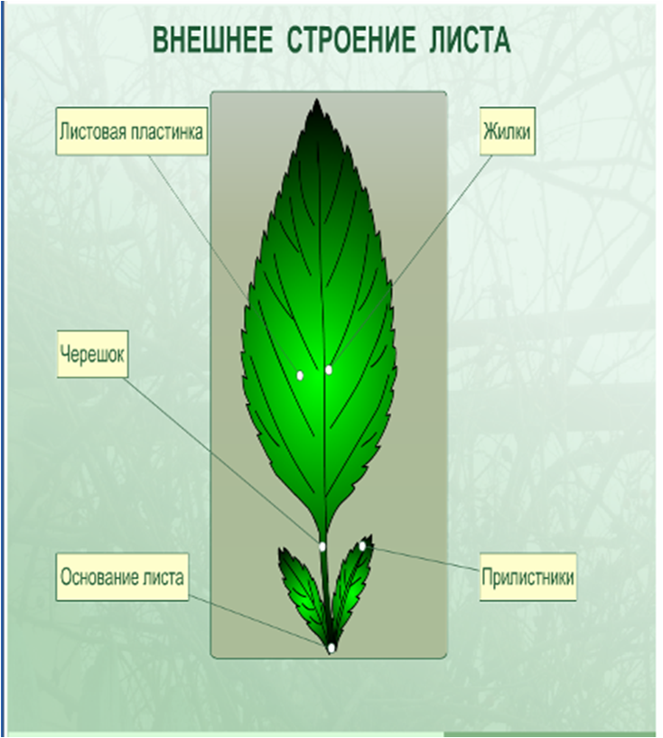 Органы растений. Часть 2