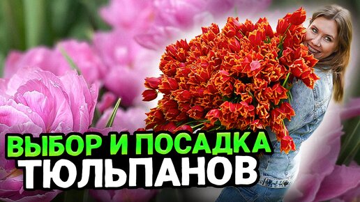 ВЫРАЩИВАНИЕ И ПОСАДКА ТЮЛЬПАНОВ ОСЕНЬЮ | Тюльпаны в грядках