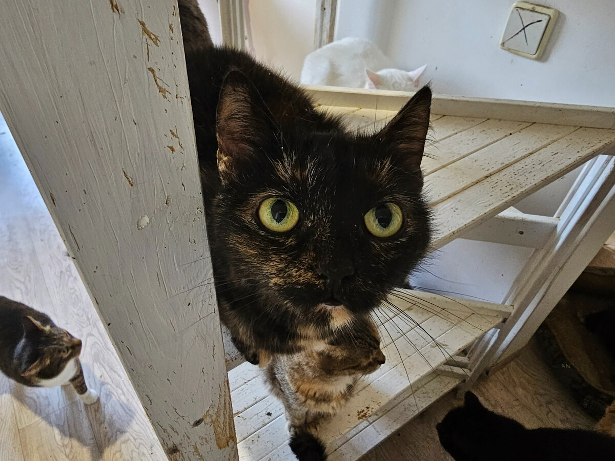 Фото автора. Люба. Её выпивающий выбрасывал котёнком несколько раз в окно. Расстройство психику из-за перенесены травм и сотрясения.