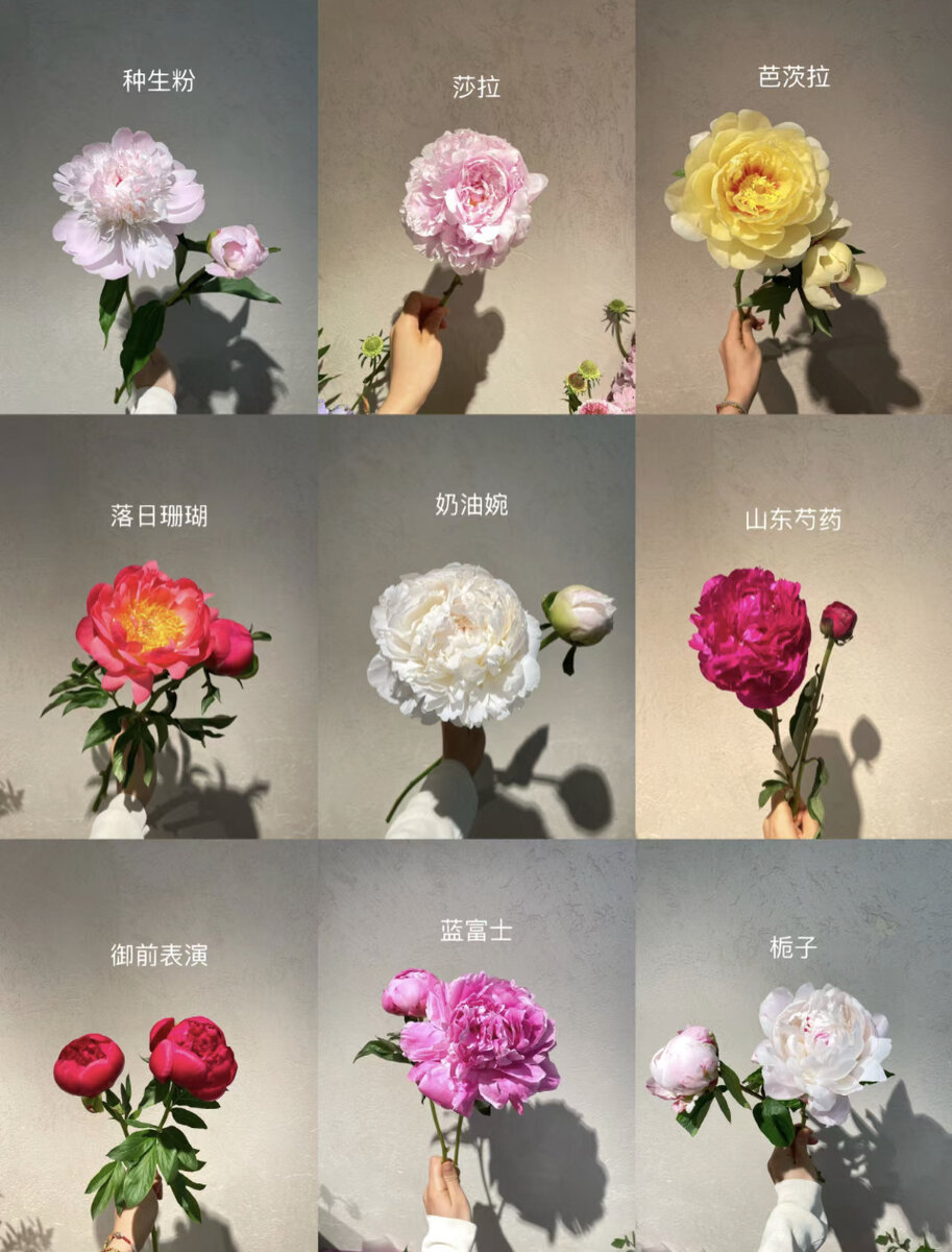 芍药 sháoyào Пион