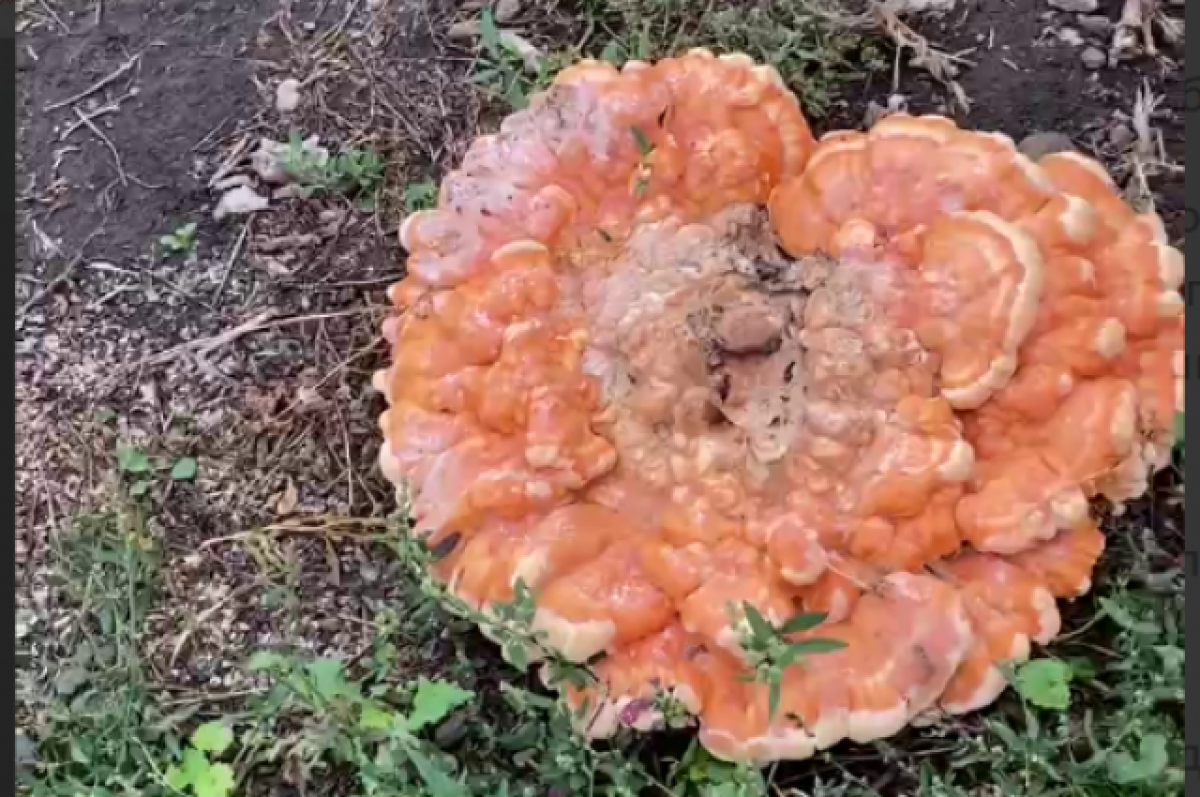    Биолог Евгений Корчиков рассказал о гигантских грибах в парках Самары