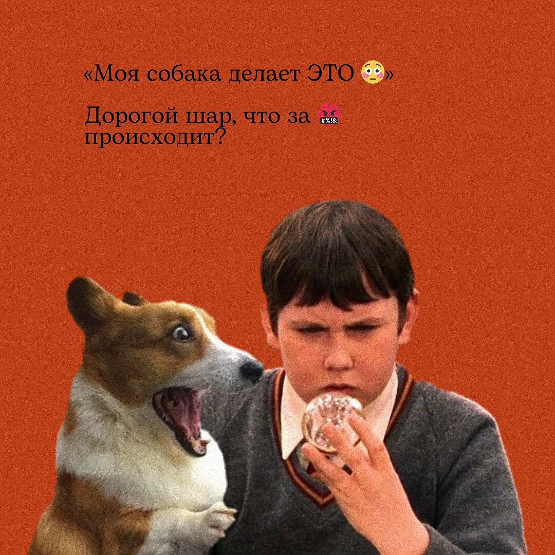 Моя собака делает ЭТО» – какое поведение вводит владельцев в краску? |  Догвартс: дрессировка собак 🐩 | Дзен