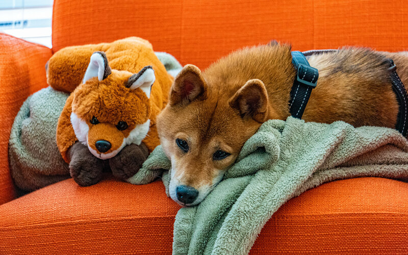 На некоторое время собака превращает одну из своих игрушек в настоящего щенка- такая своего рода игра в дочки-матери. Фото jtkim04/Pixabay 