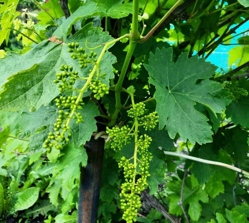 кисти еще не цветут. фото мое, но уже его своровали