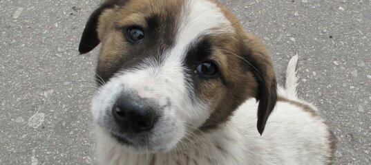 Волгоградцы смогут выбрать себе четвероного друга или же отдать его в добрые руки