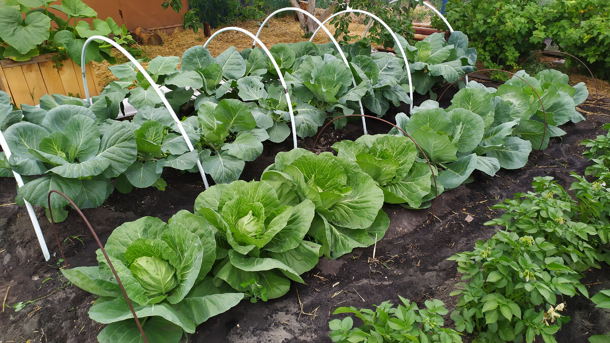 Капуста на моём огороде