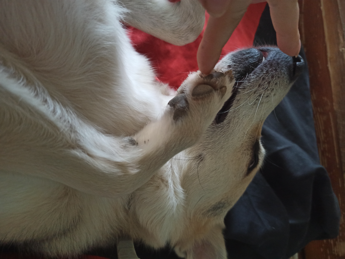 Вот эта жуткая доминантная собака. Личное фото