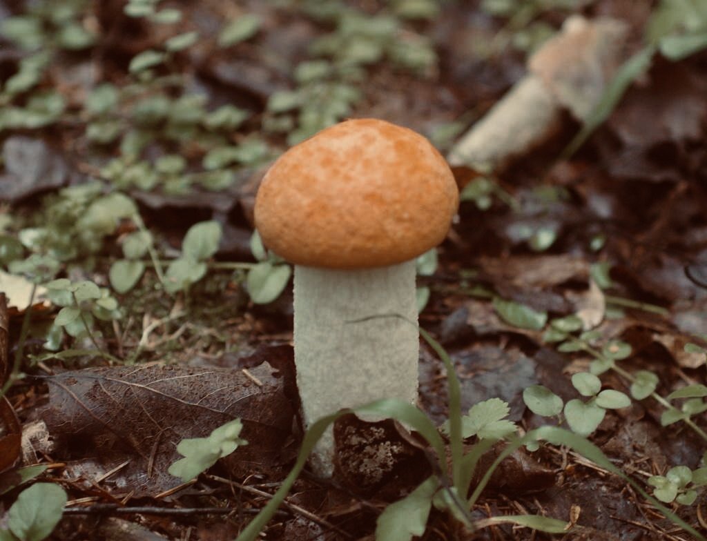 Обабок дальневосточный (лат. Rugiboletus extremiorientalis)
