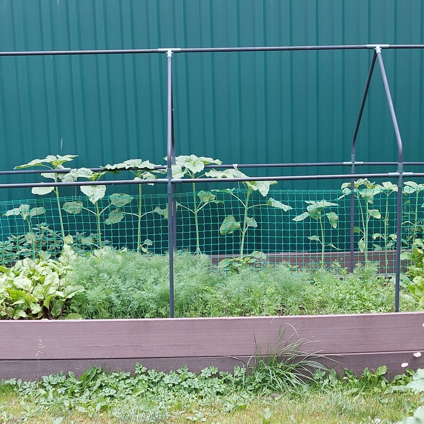 Подсолнухи будут хорошим украшением этой грядки. И птички полакомятся семечками - они это любят.