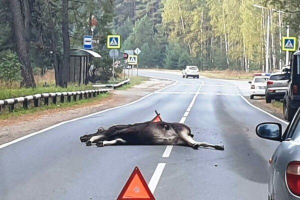 Все фотографии взяты из открытых источников интернета