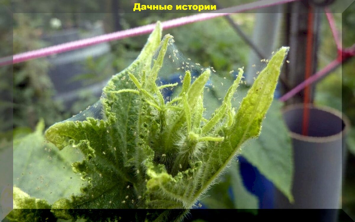https://vk.com/photo-159774511_457248057