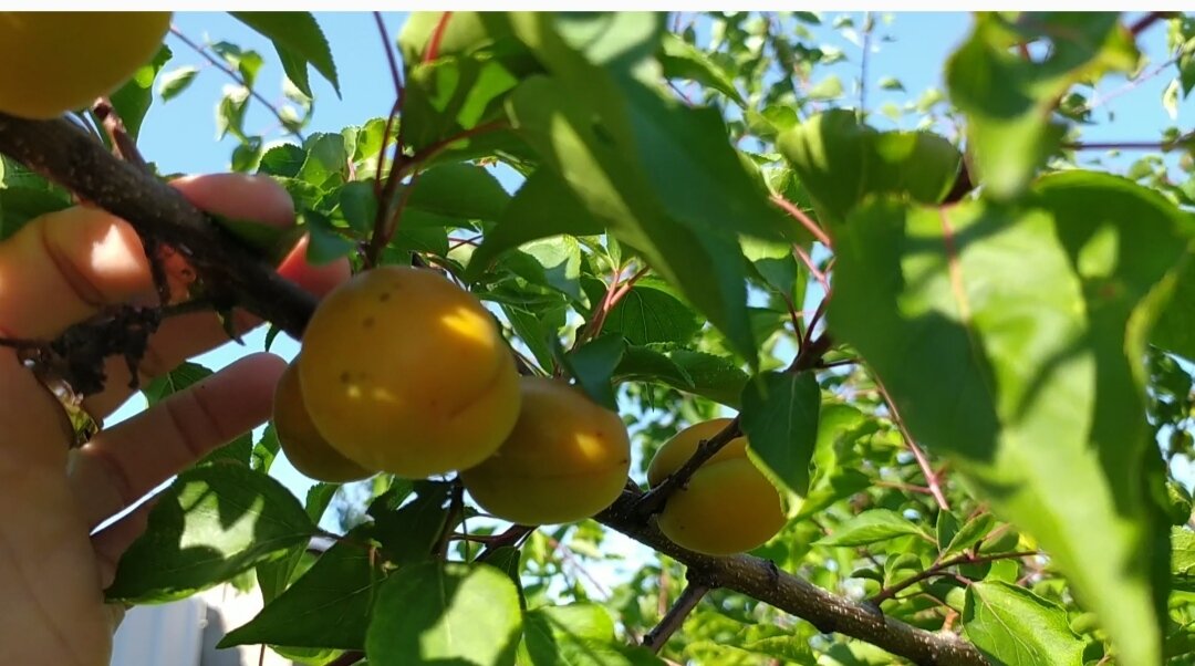 Абрикос из косточки.