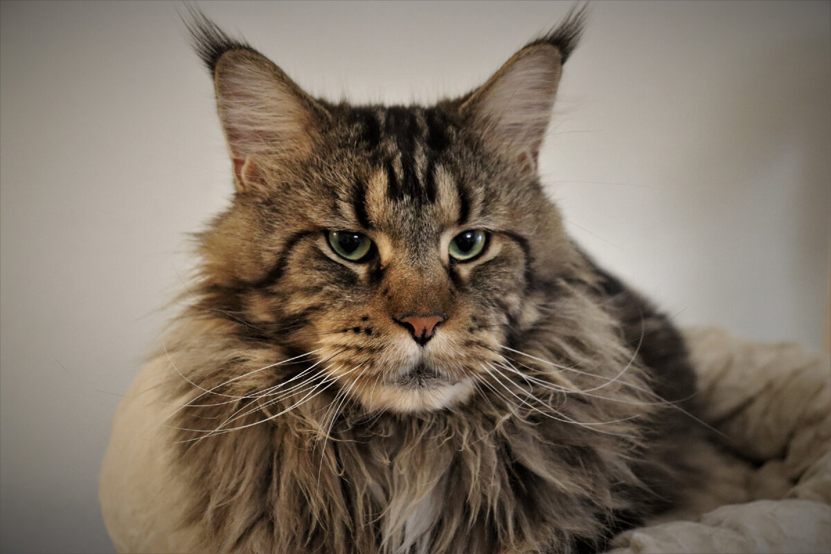 Фото из личного архива. Кот мейн-кун, питомник Kotoamatsukami