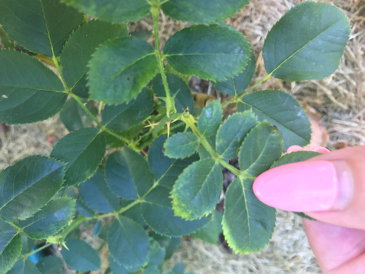 Слепые побеги у слаборазвитой розы