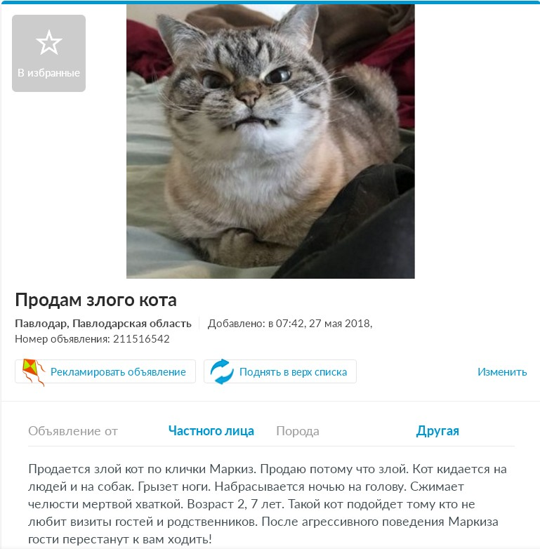 Кошка-дура и другие смешные объявления!) | Костылева | Дзен