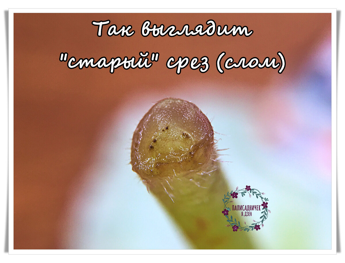 Немного приблизила.