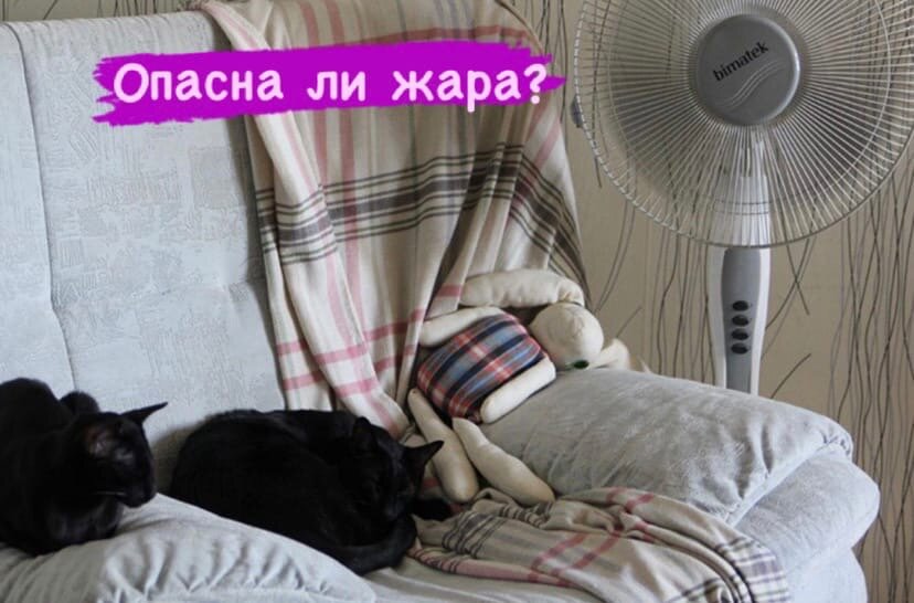 Опасна ли жара для кошек?