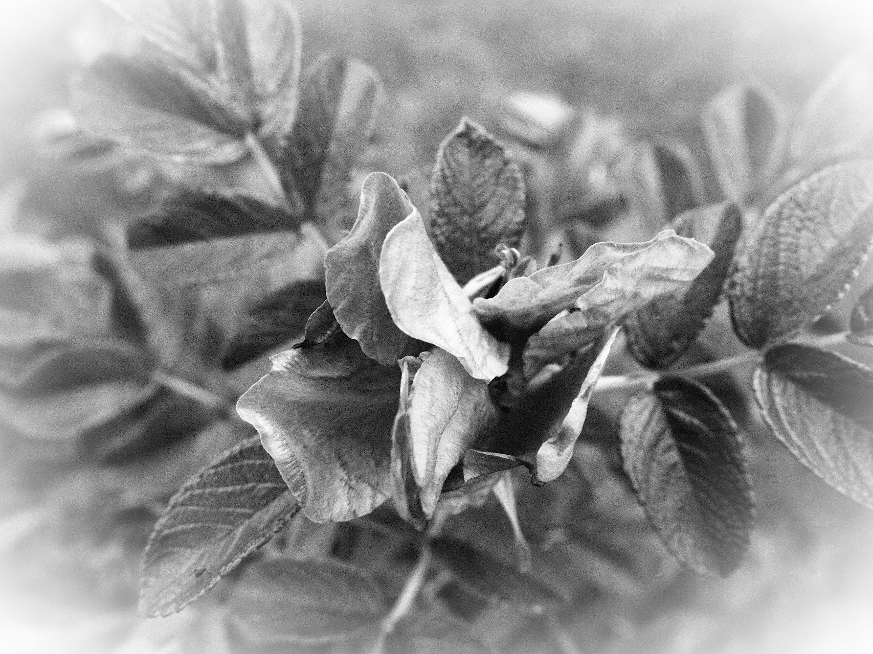Стильная черно-белая фотография без Фотошопа. Снимаем в творческих режимах Olympus4