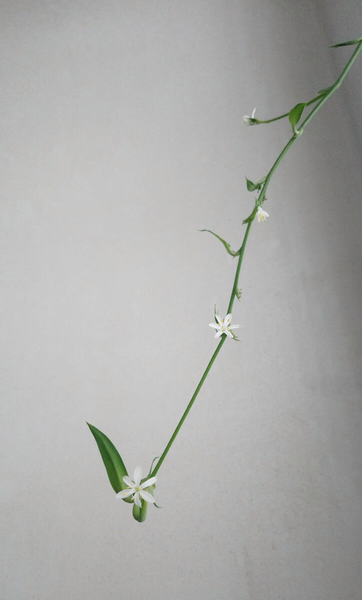 Цветение Хлорофитума