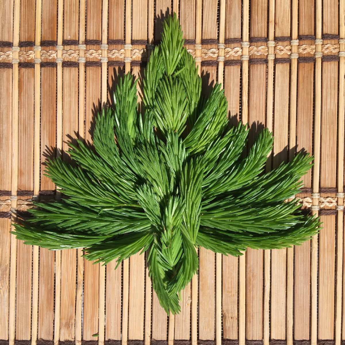 Молоденькая хвоя.