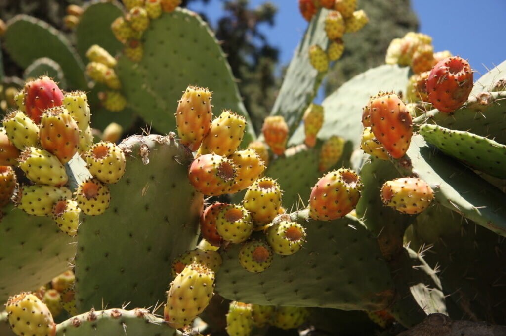 Ели кактус. Кактус опунция. Опунция Госселина Opuntia gosseliniana. Опунция мраморная. Опунция беловолосая.