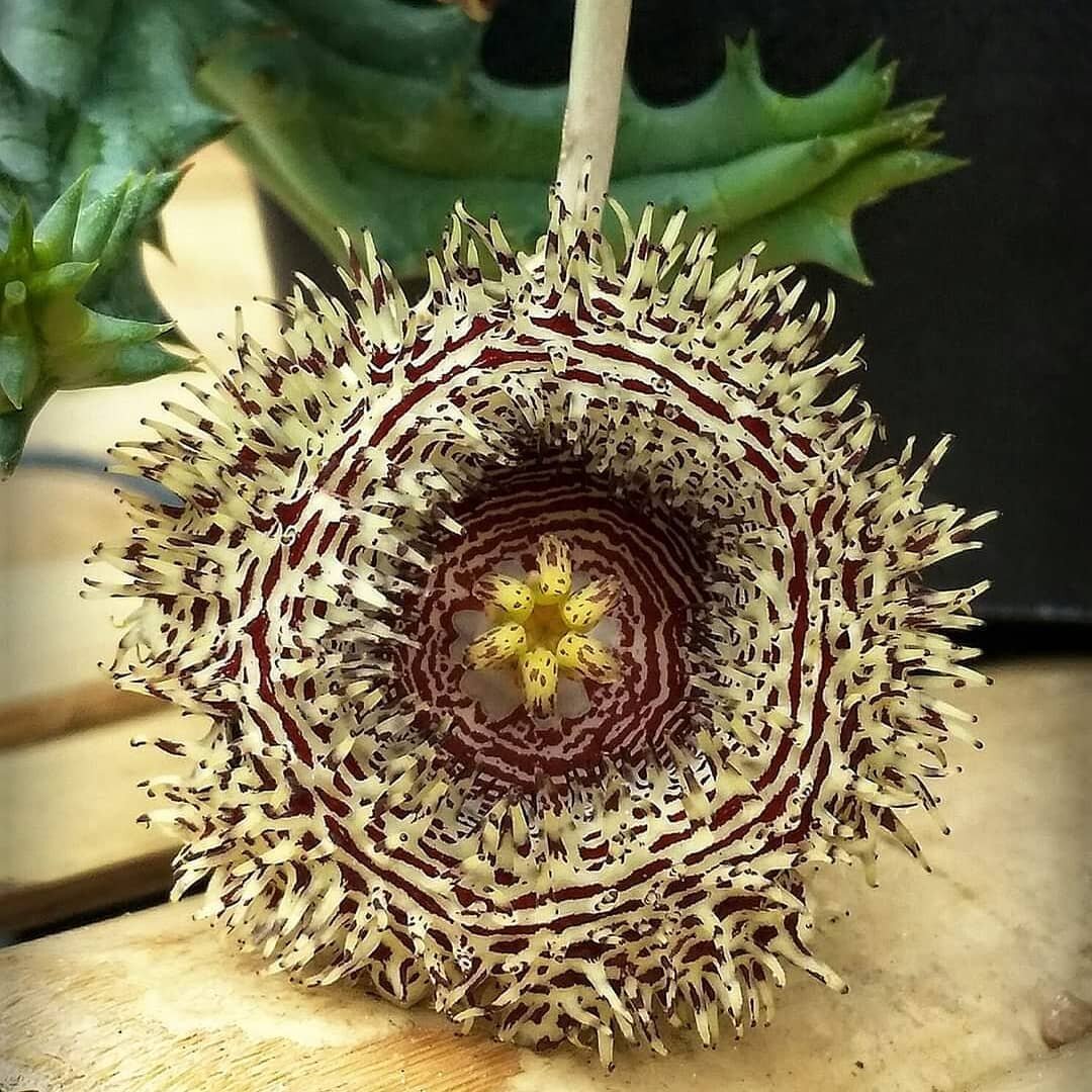 Huernia hystrix @oloveakiaora