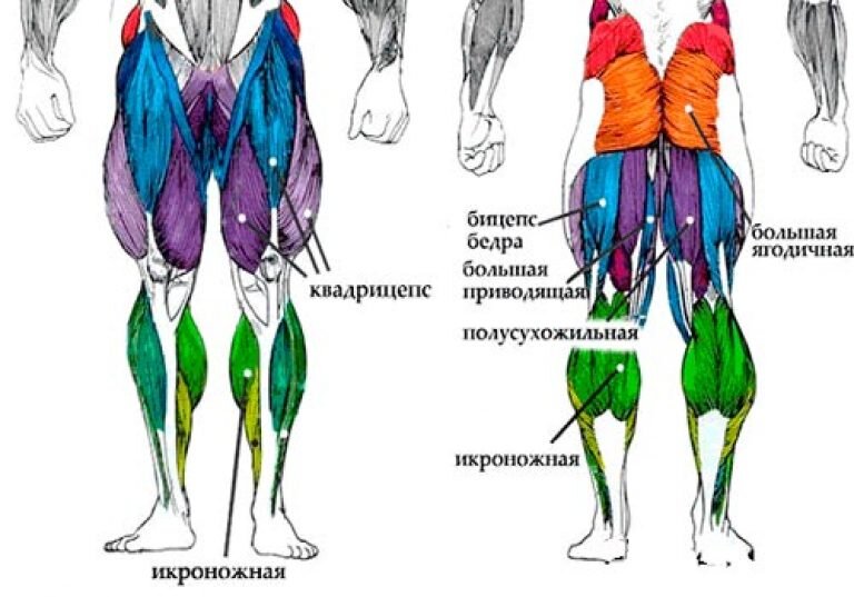 Мышцы ног человека