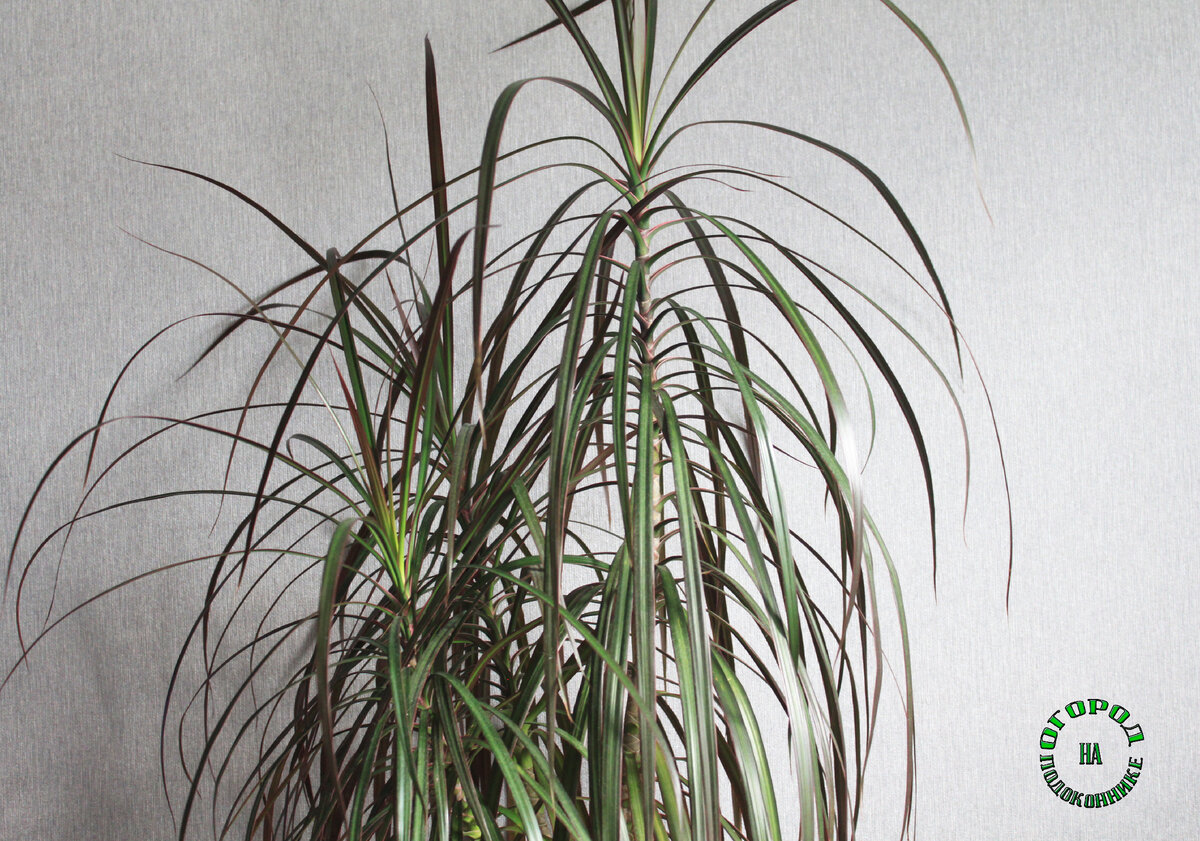 Моя драцена маргината с зелено-красно-коричневыми листьями