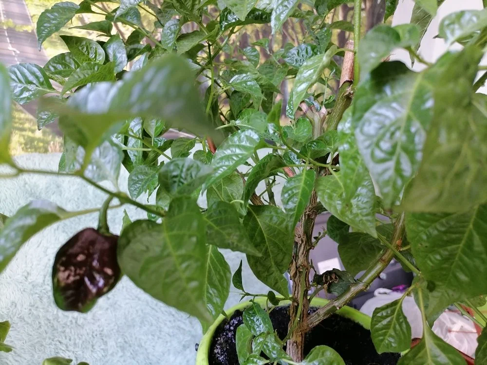 Перец Хабанеро дома, фото автора