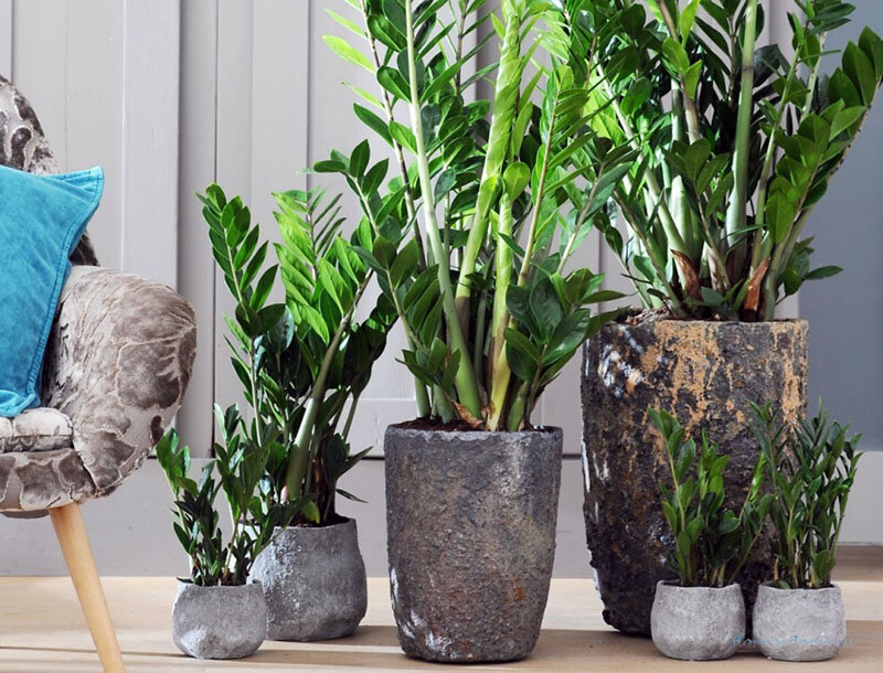 Замиокулькас в интерьере