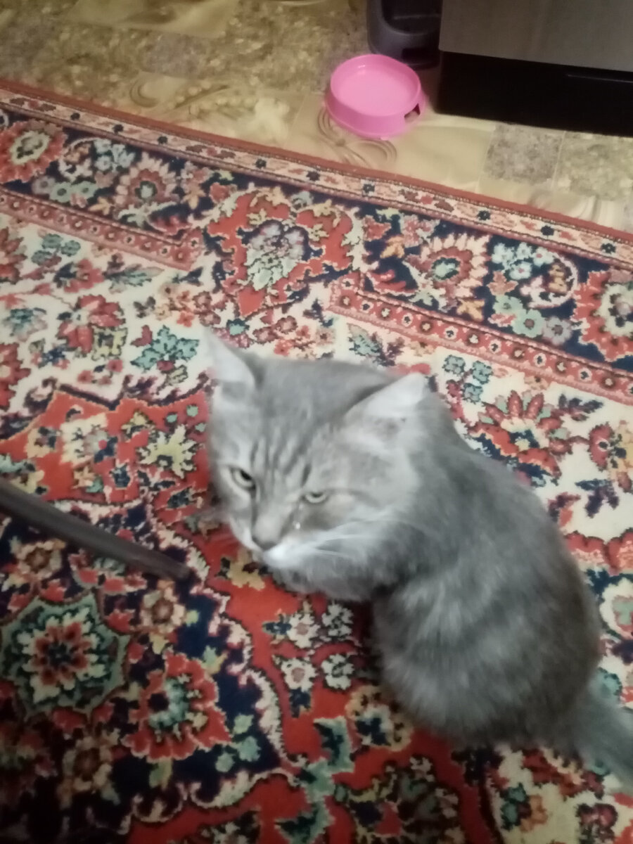 Уличный кот Тайсон.