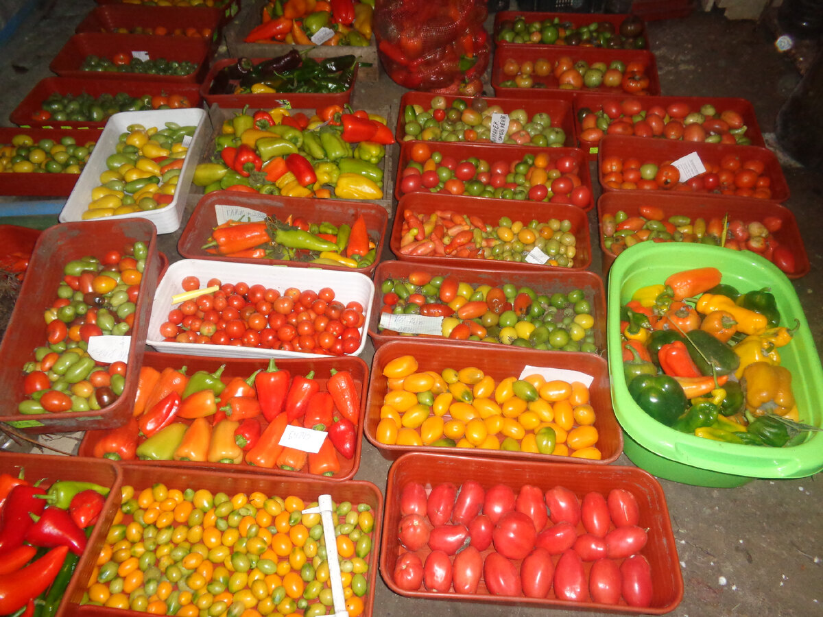 Томаты и перцы зимой в подвале частного дома.