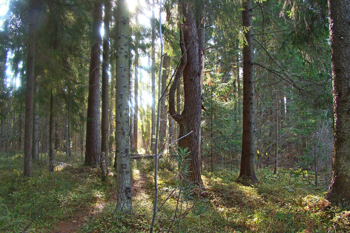 Фото автора. 25.10.2011
