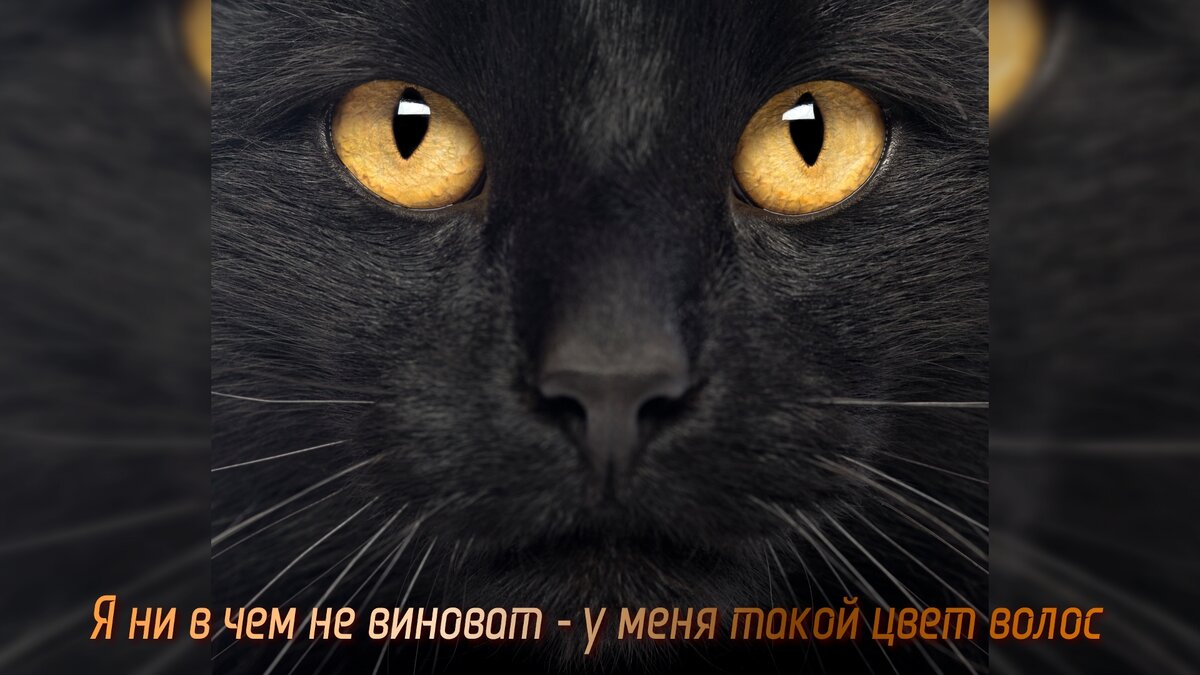 - Я ни в чем не виноват - у меня такой цвет волос