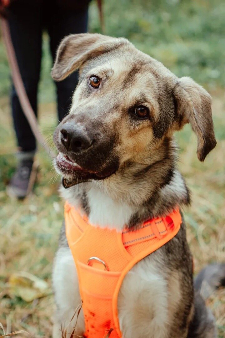 Бейли,10 месяцев. ИЩЕТ ДОМ!