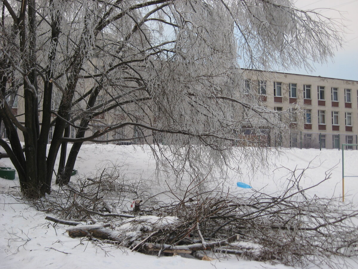 А это фото сделано в декабре 2010 года. Здесь уже не только снегопад был, но и льдом деревья покрыло.