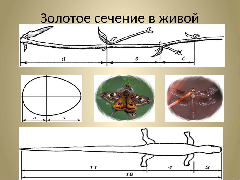 Золотое сечение в природе и искусстве презентация