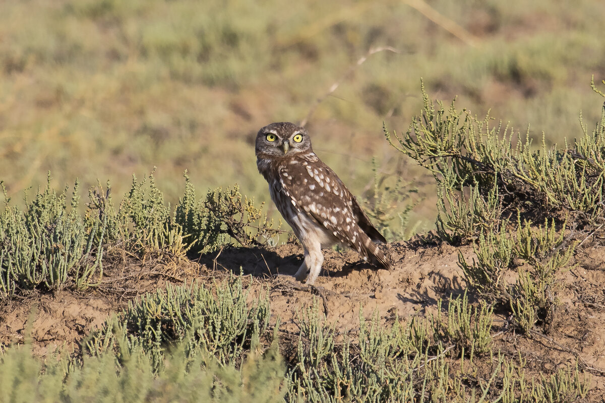 Домовый сыч. Калмыкия. Фото автора