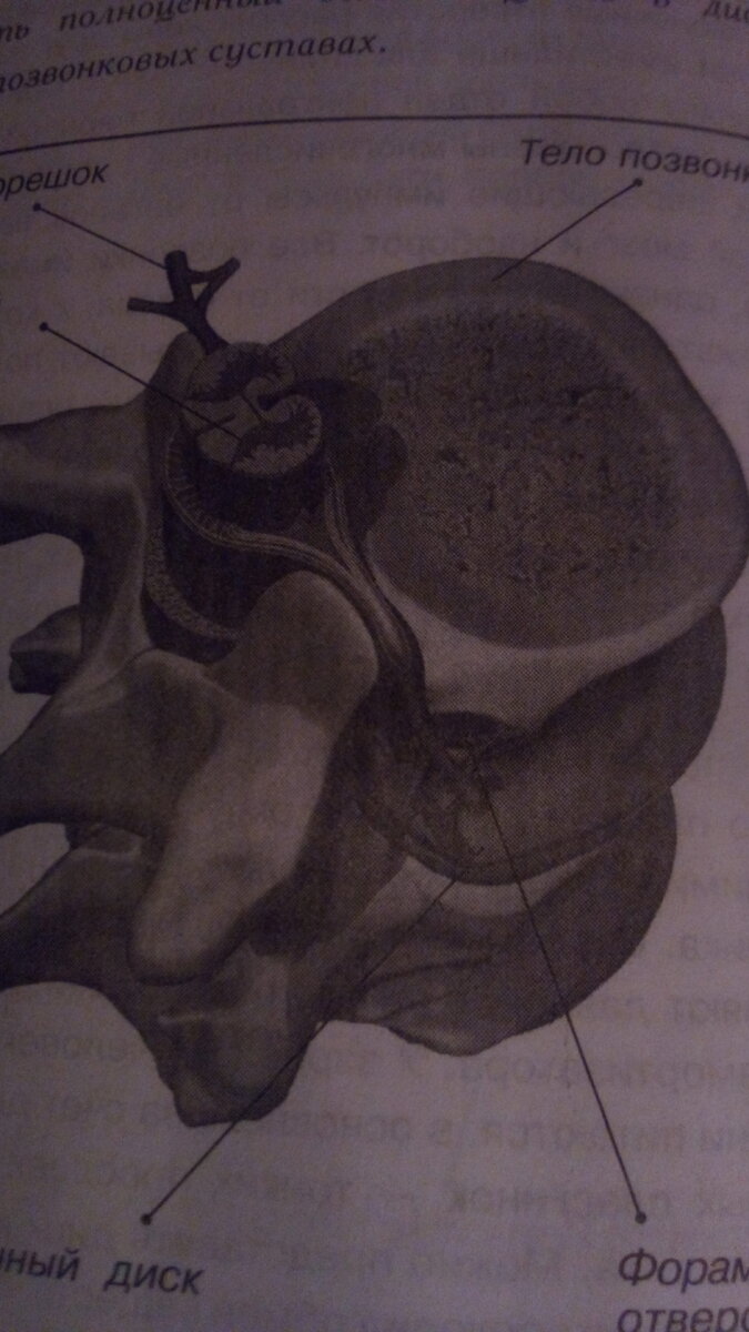 Строение позвоночника