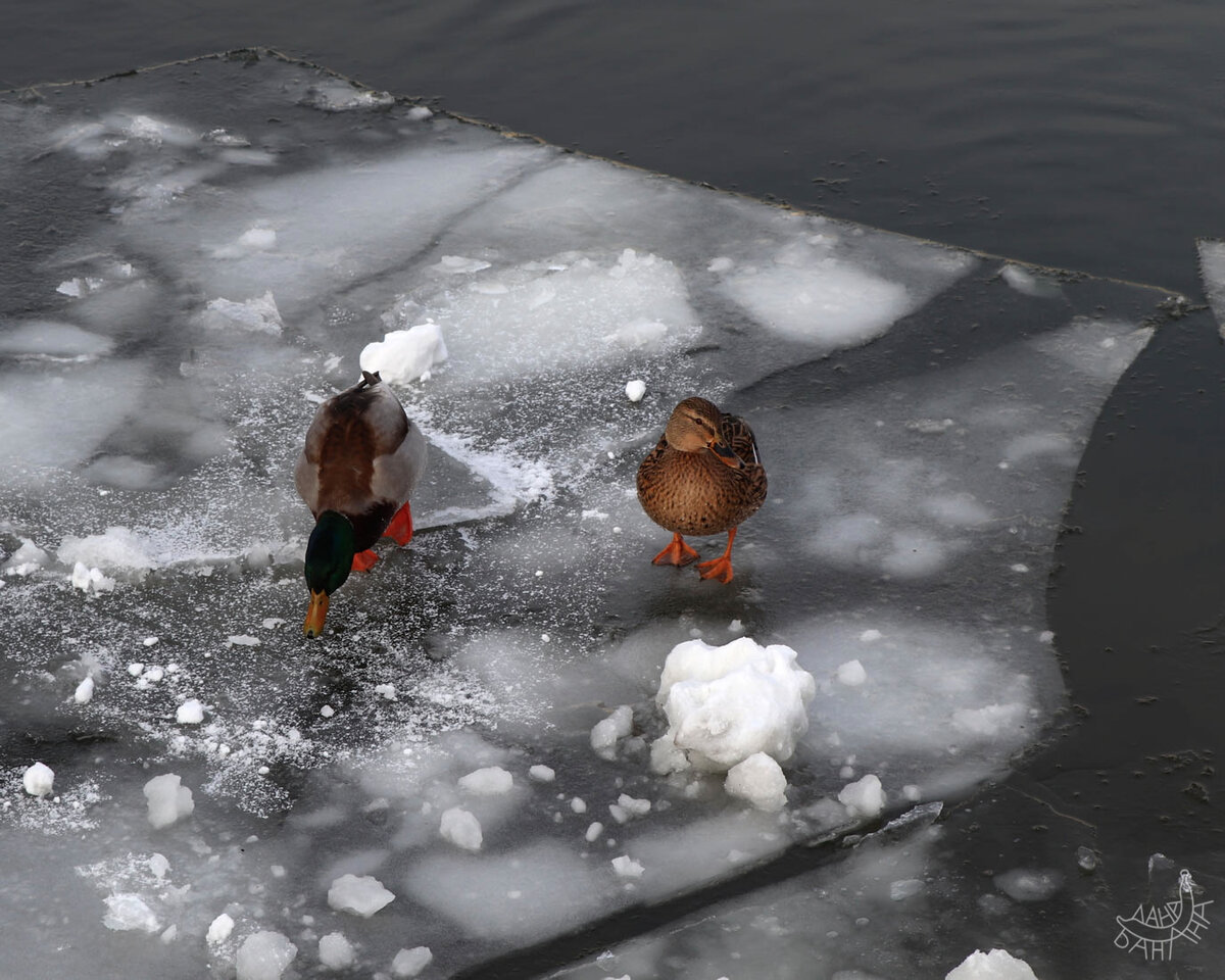 И снова вездесущие утки: парочке достался специальный утиный корм;)