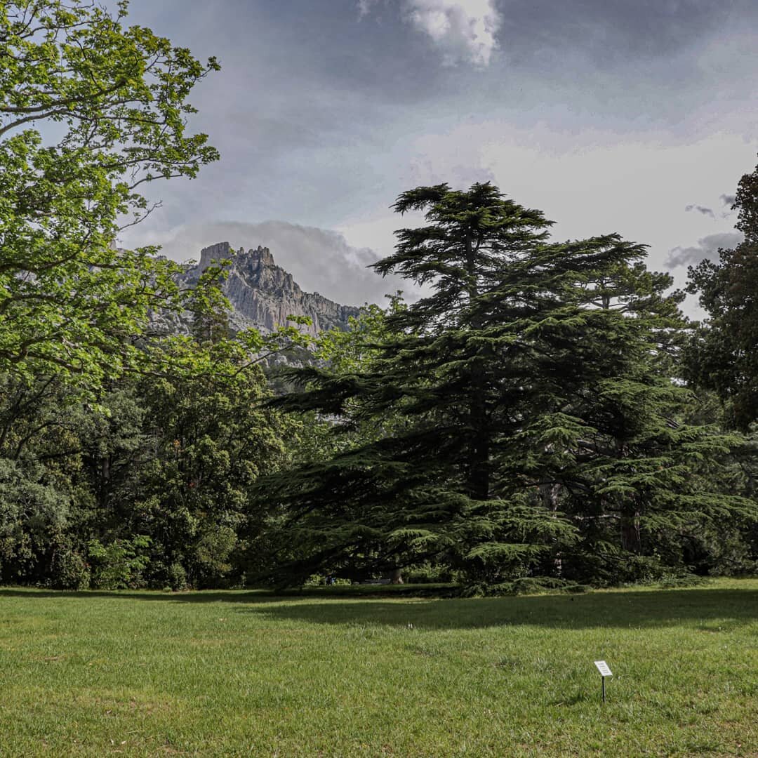 Вид на Ай-Петри из парка Воронцовского дворца 