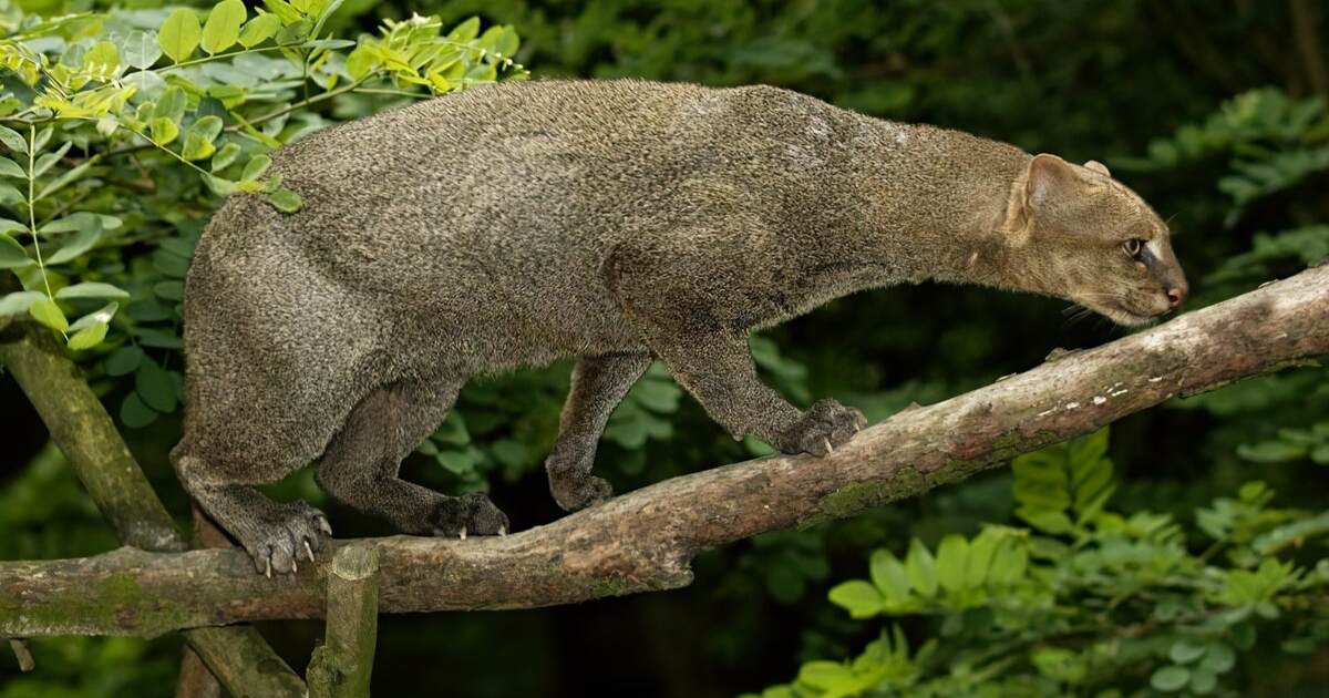 Бурый окрас. Wikipedia.org