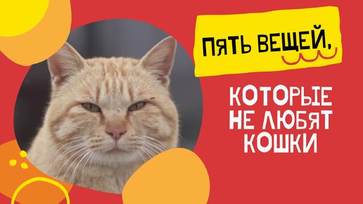 🐱Пять вещей, которые не любят кошки | Kotovideo 🎬