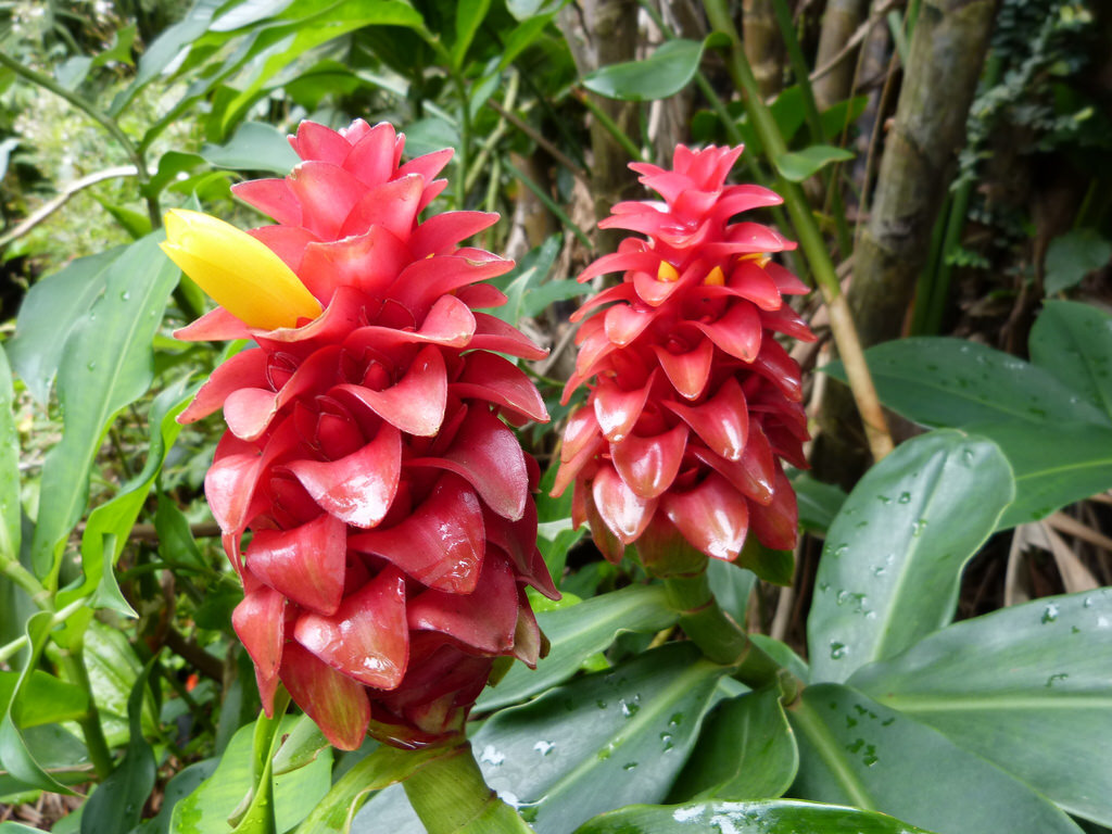 Костус. Материал взят с открытых источников.